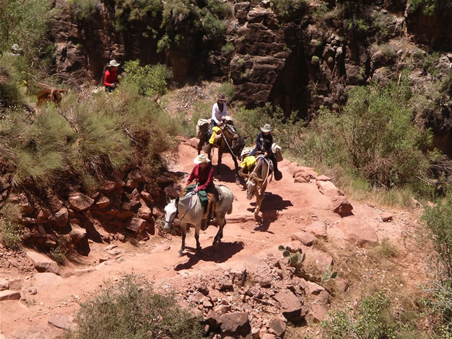 images/B- Mule Ride, riding down in to Grand Canyon (12).jpg